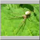 Metellina sp - Herbstspinne 02h.jpg